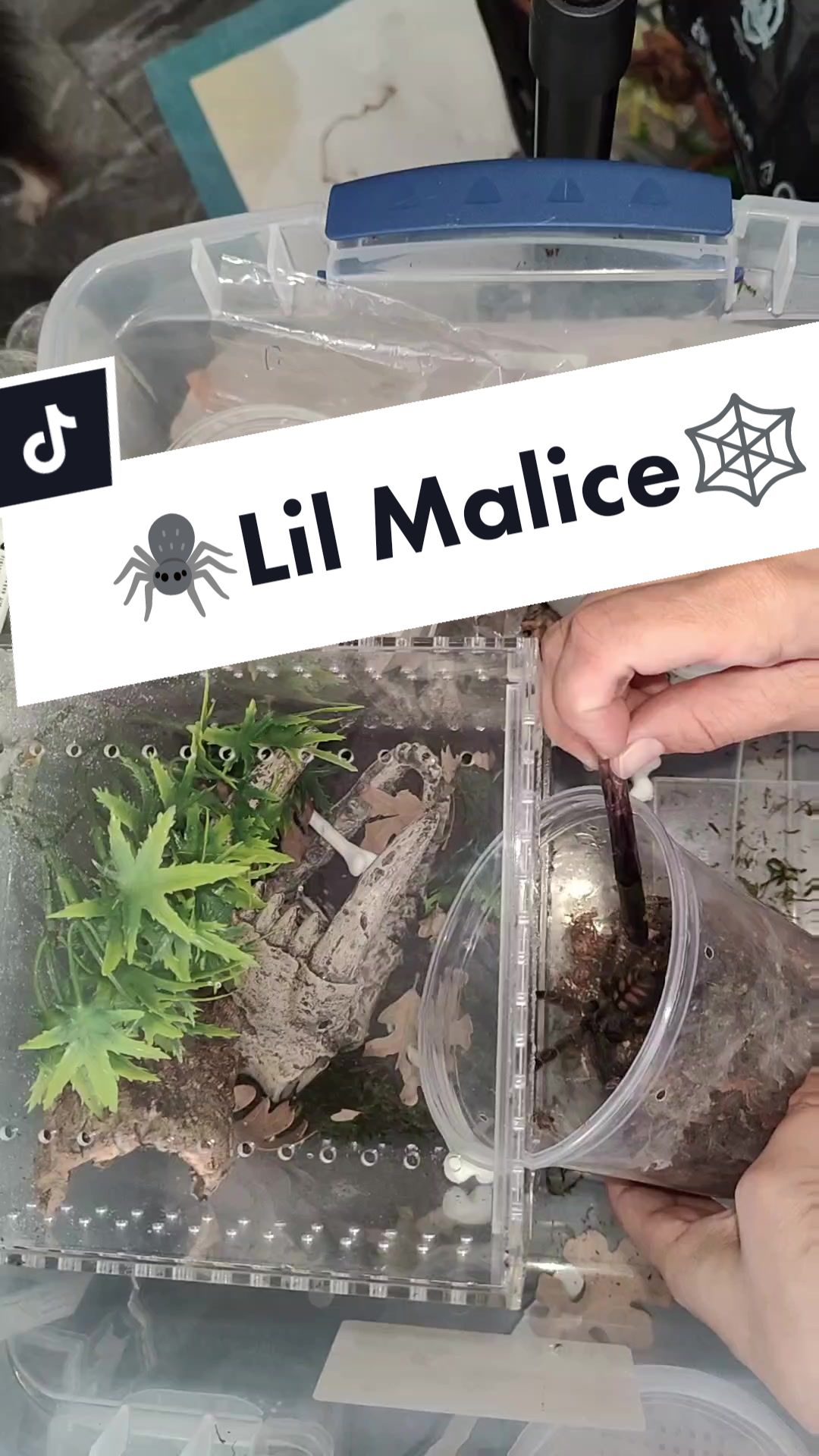 @💀🕷️👻Zaraiya👻🕷️💀