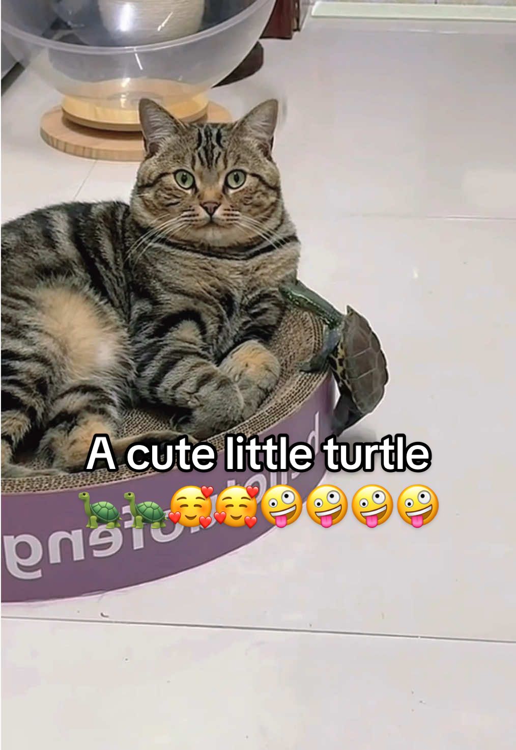 @Mr. Turtle