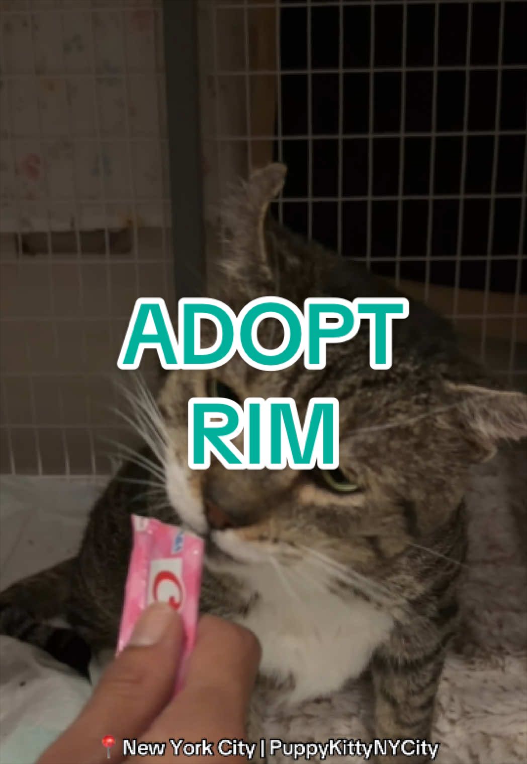 @Adopt a Pet