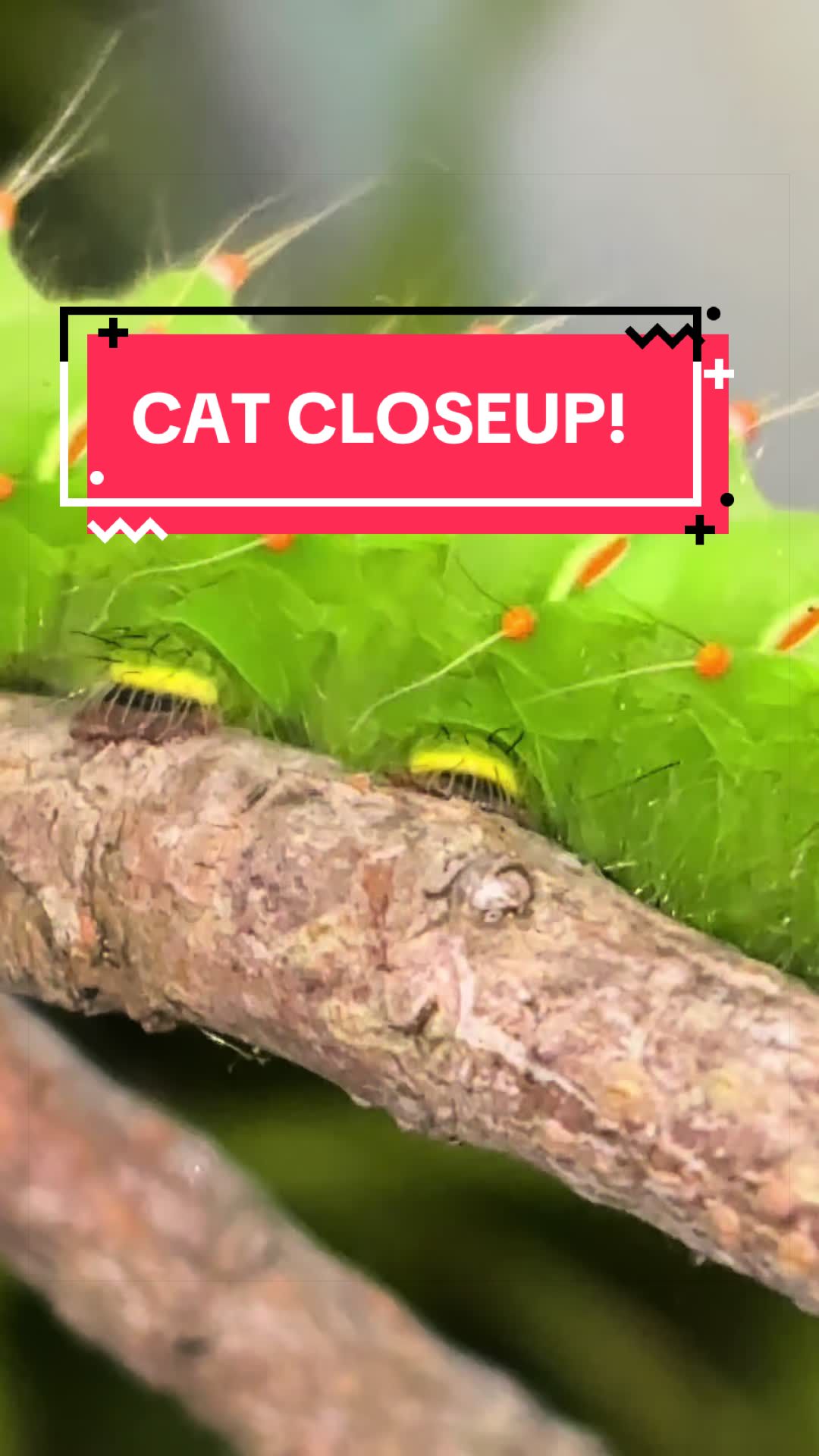 @DoctorBugz