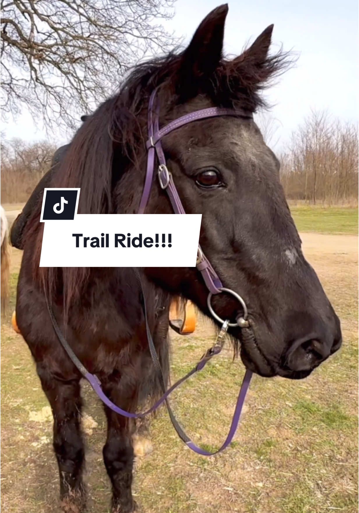 @Free Spirit Equestrian