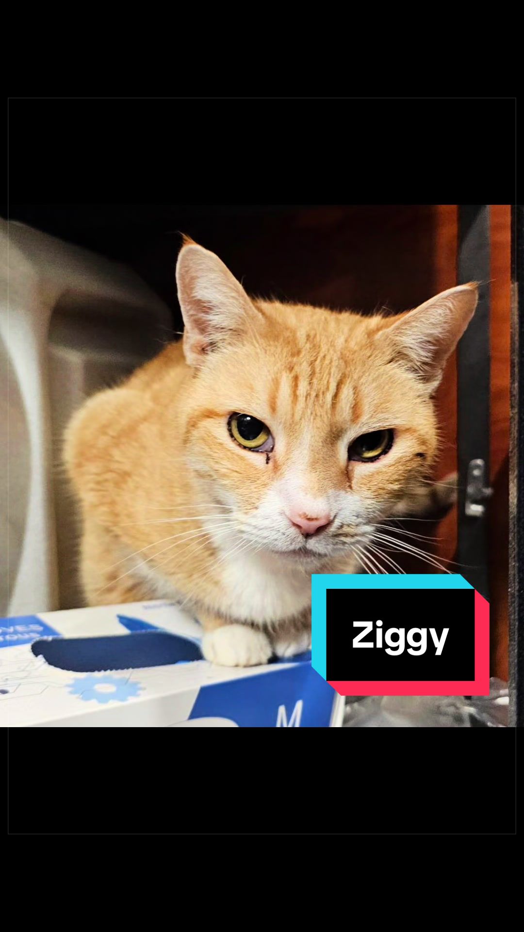 @Fancy Cats Rescue Team