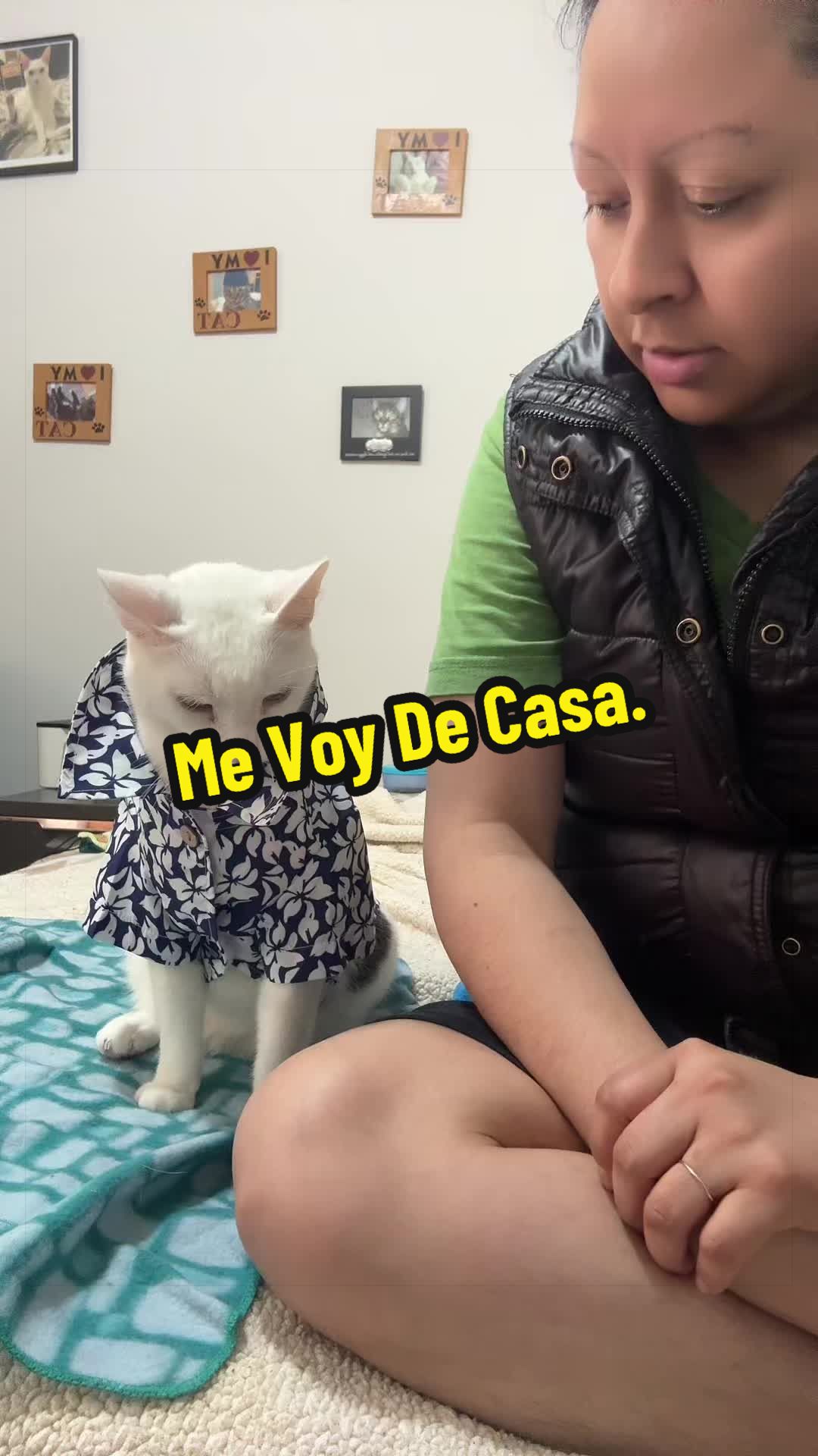 @🦖 MEOWassic CAT😺