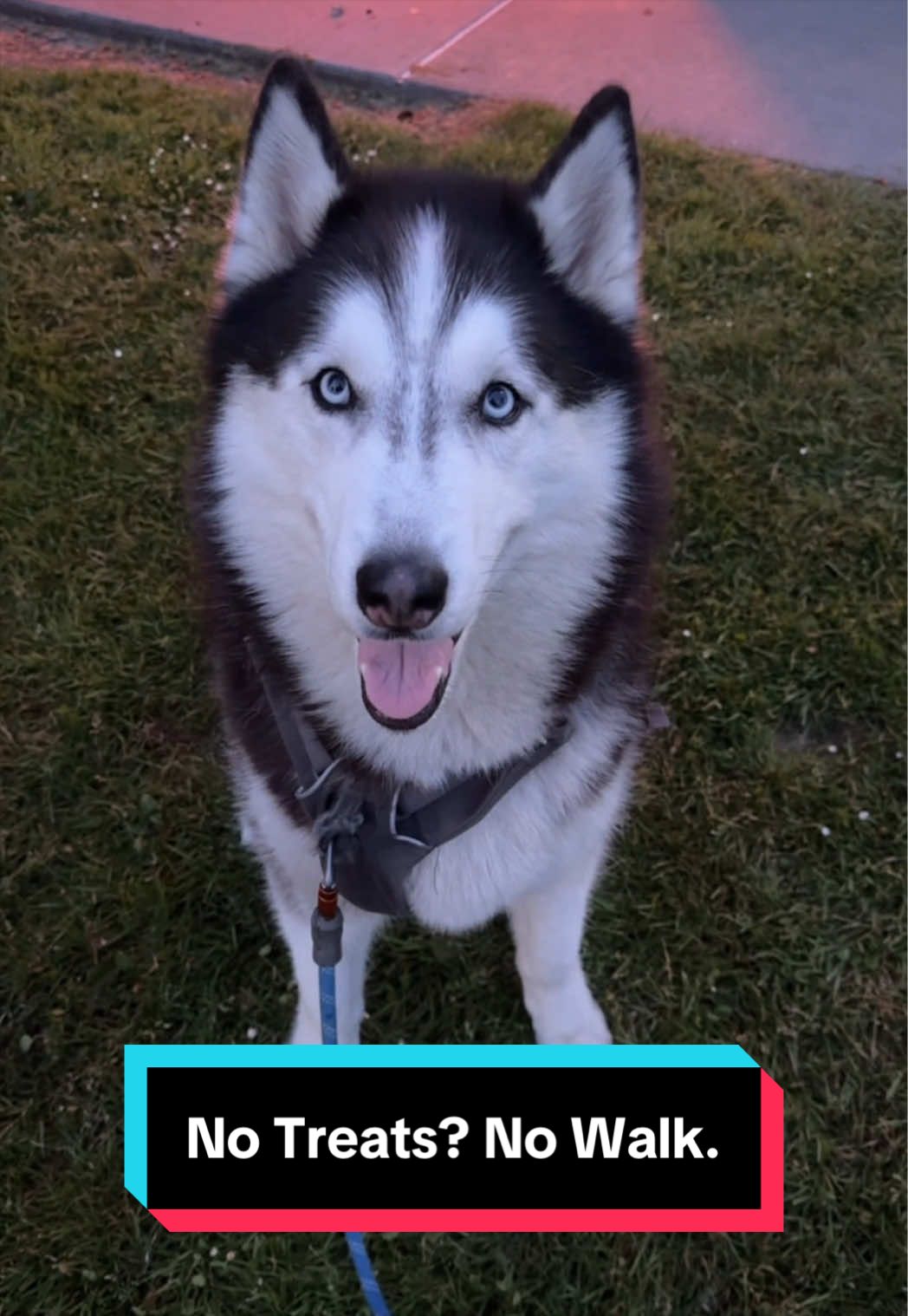 @Siberian Derpskies