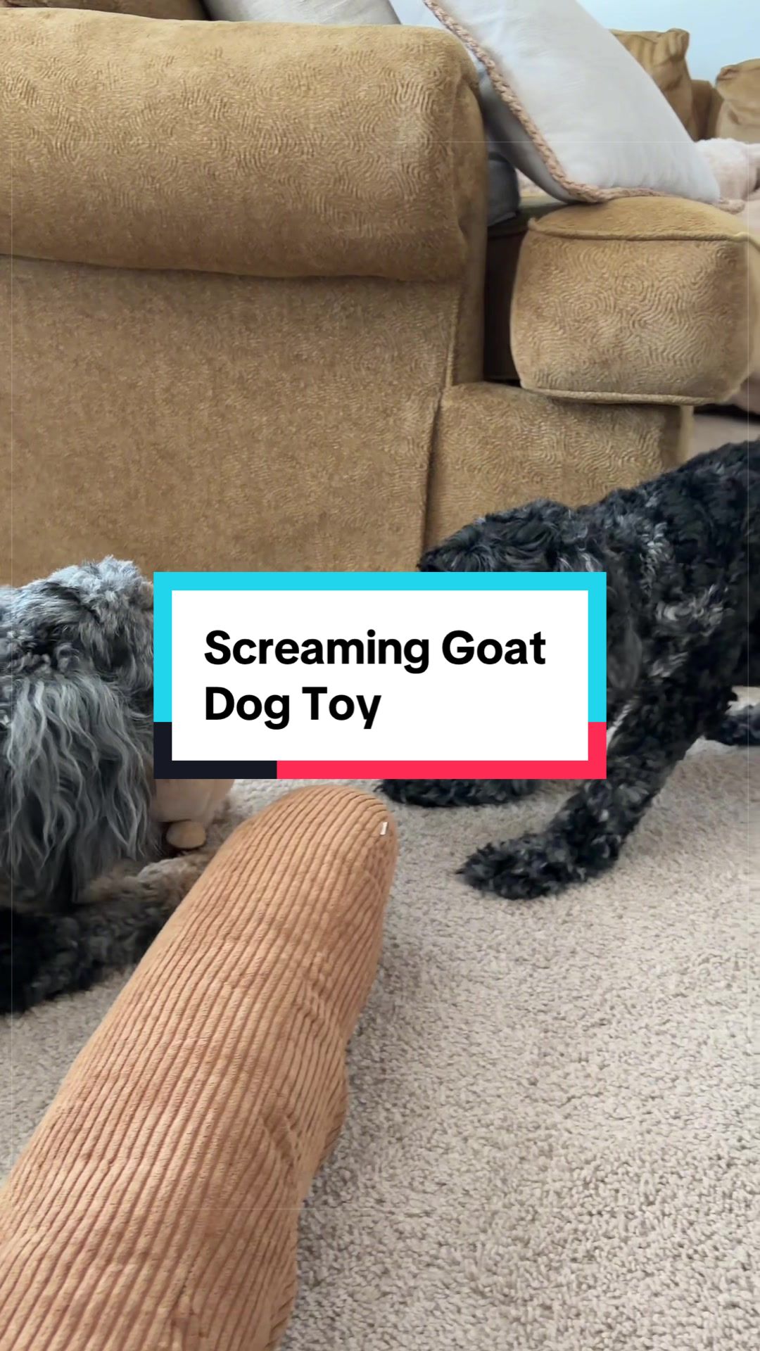 @Archie The Bernedoodle