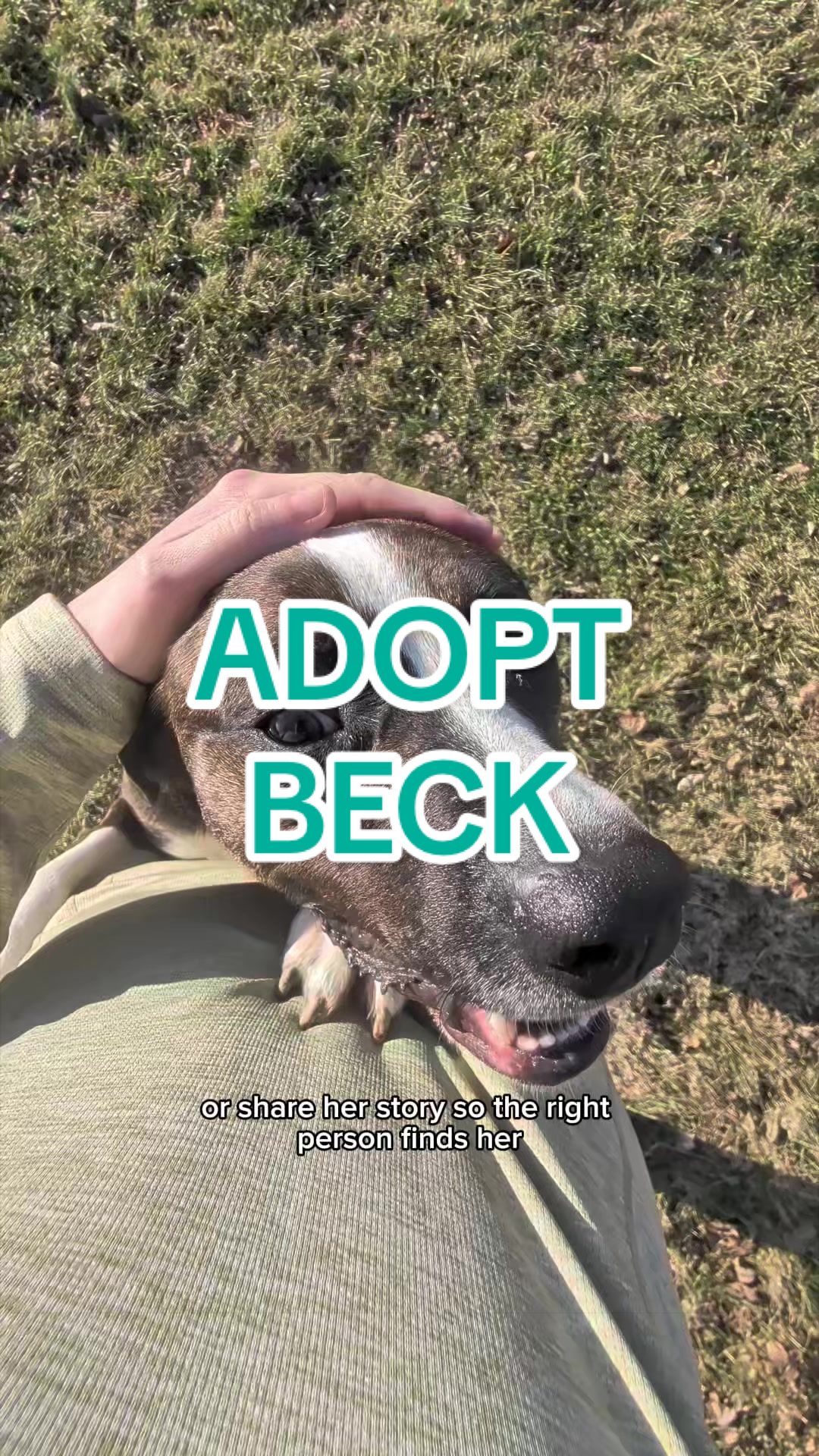 @Adopt a Pet
