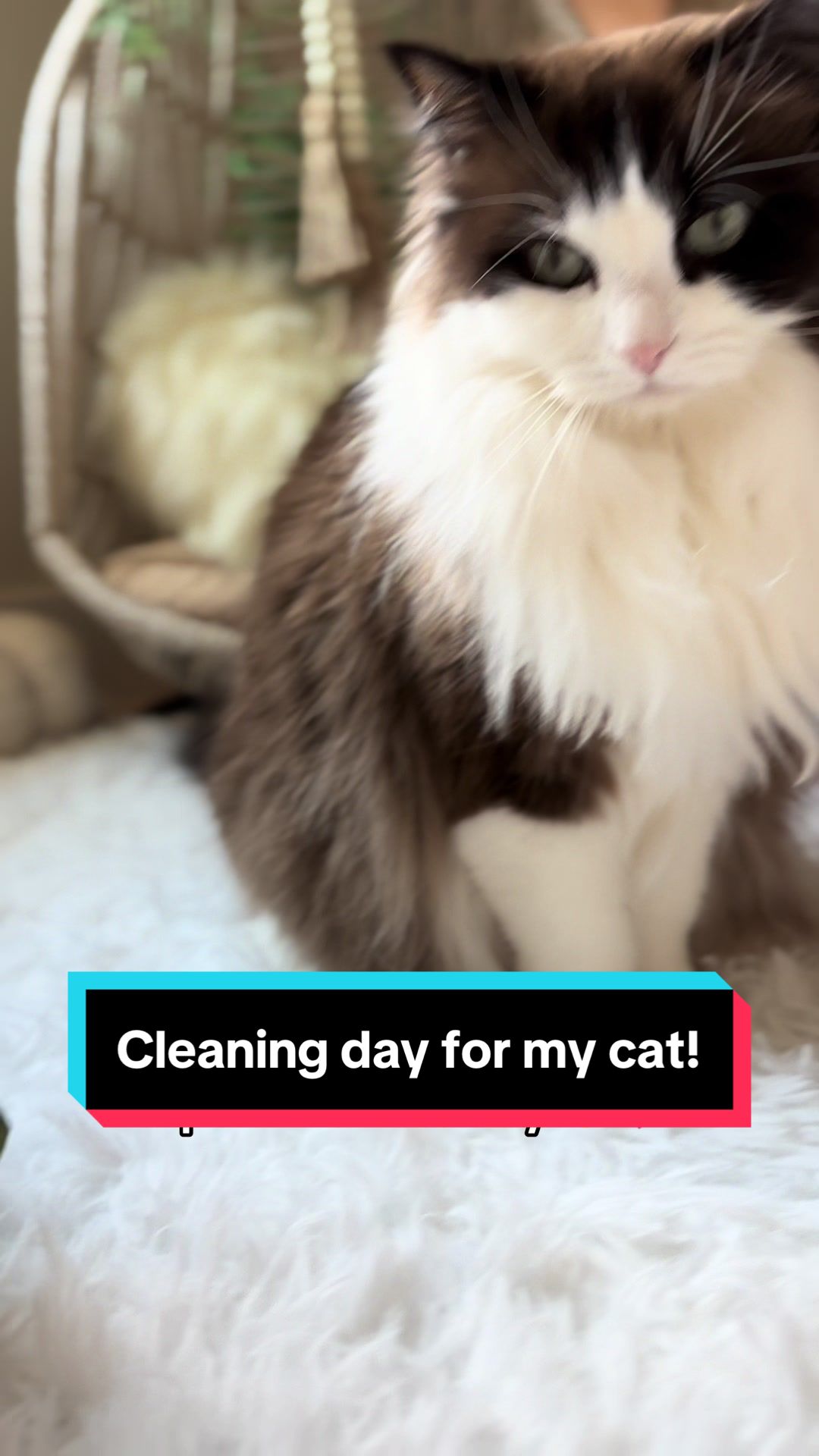 @Meredith Ragdoll Cat