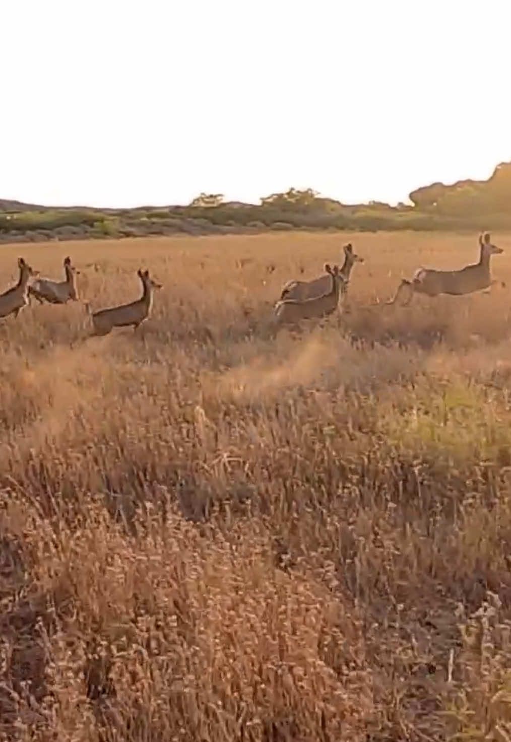 @Tyler Ellis