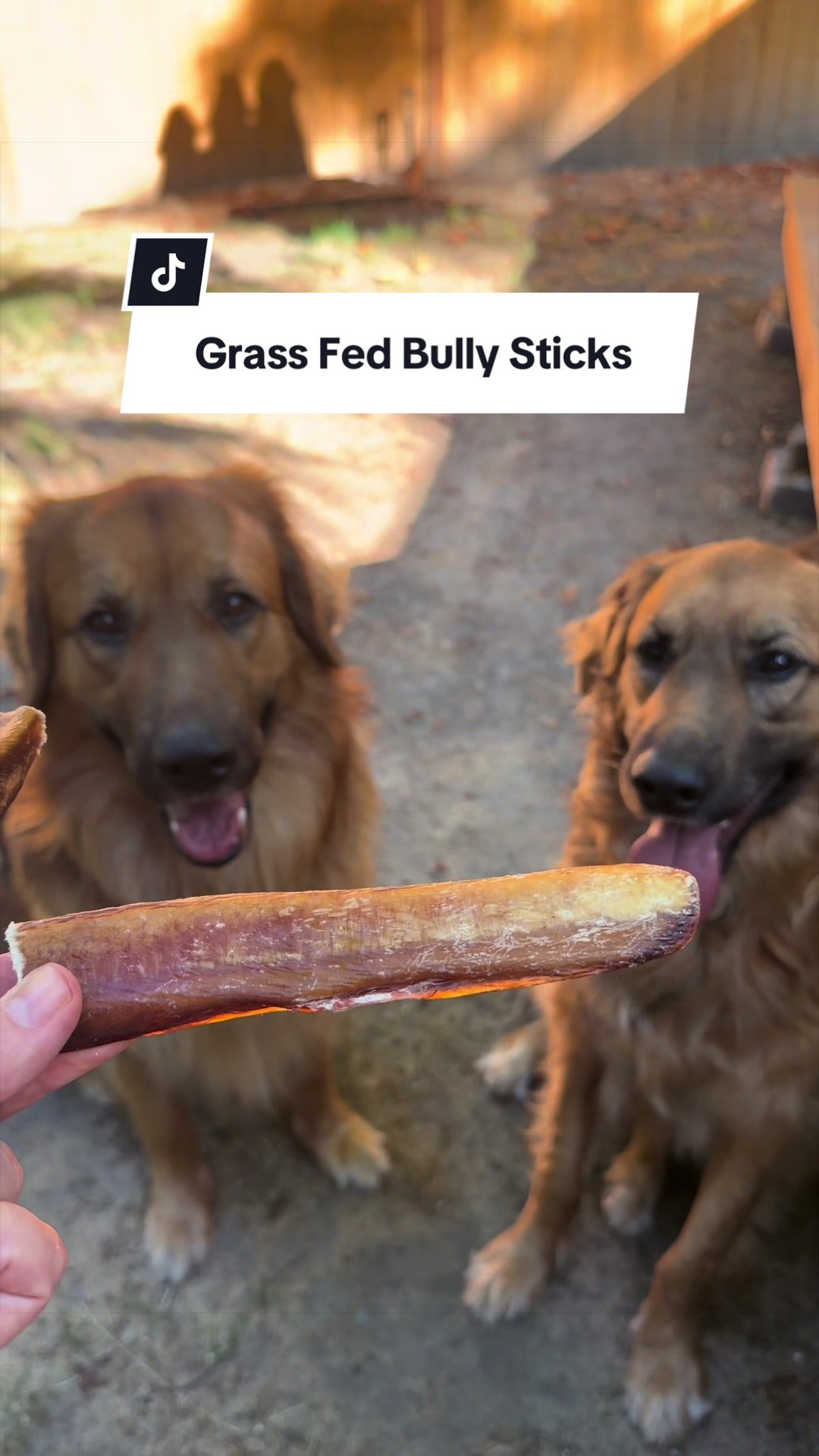 @lifewithgoldenshepherds