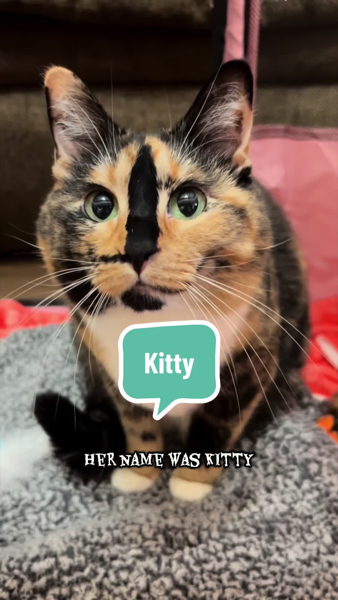 @SnickersTheSmilingCat