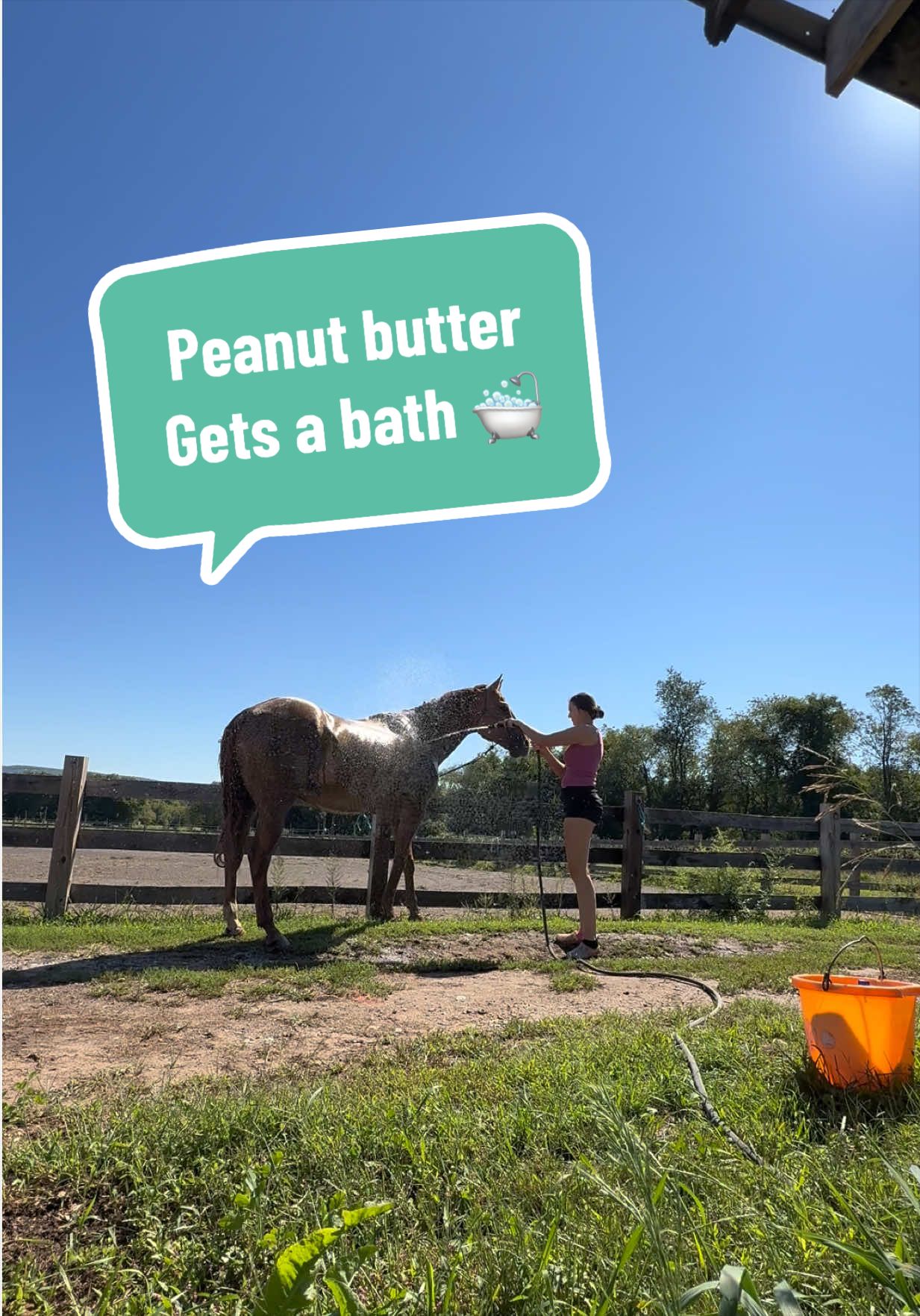 @HorsesFirst