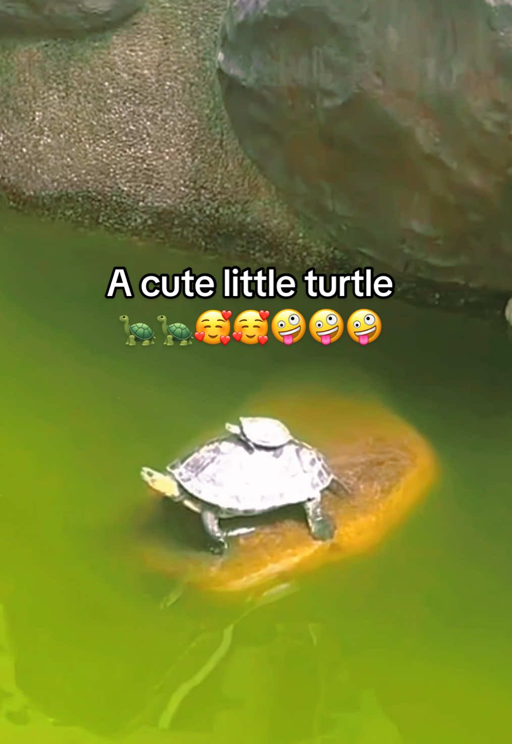 @Mr. Turtle