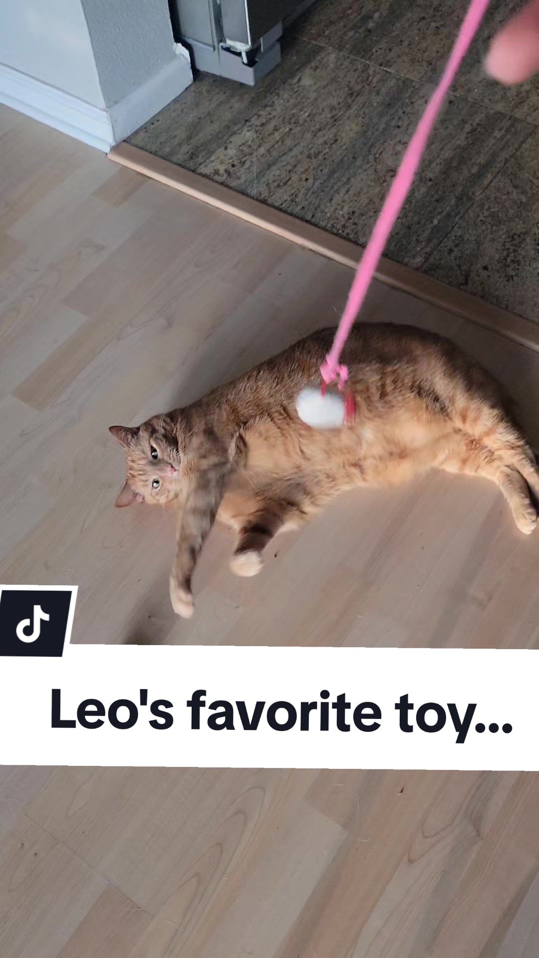 @Leo & Ali the cats 🐈