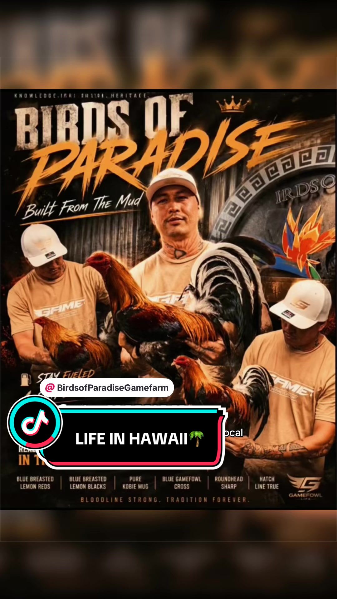 @Birds of Paradise Gamefarm