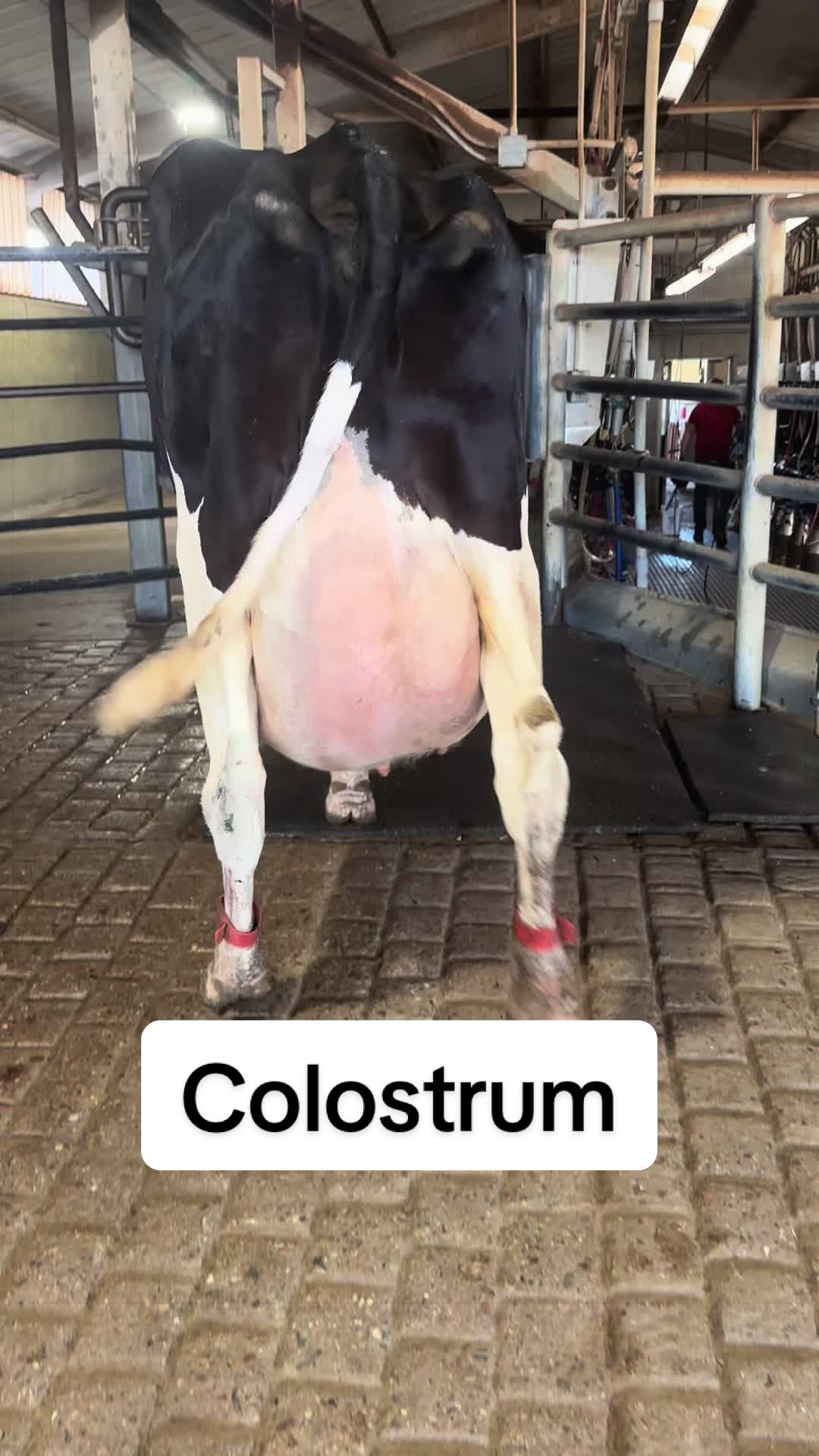 @Dairy Vet Dr. Michelle