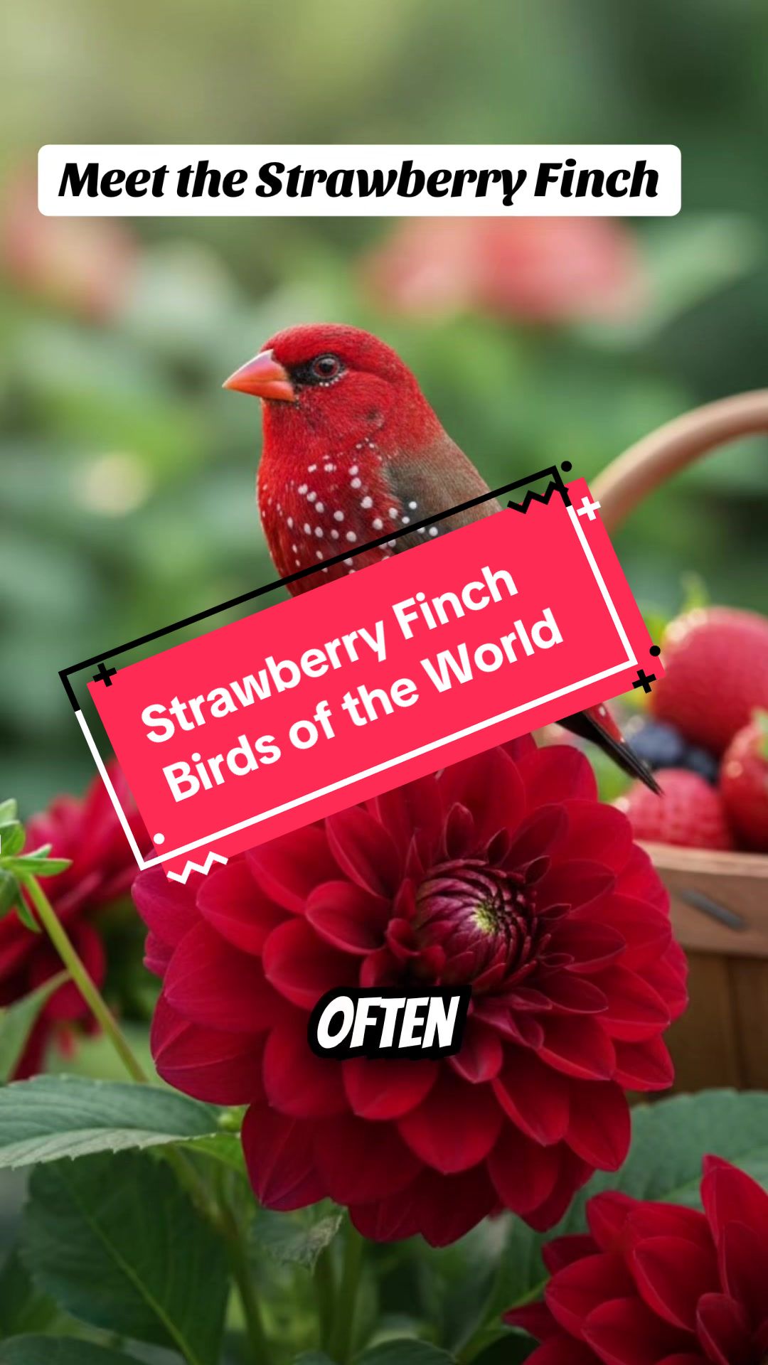 @Unique Bird Facts