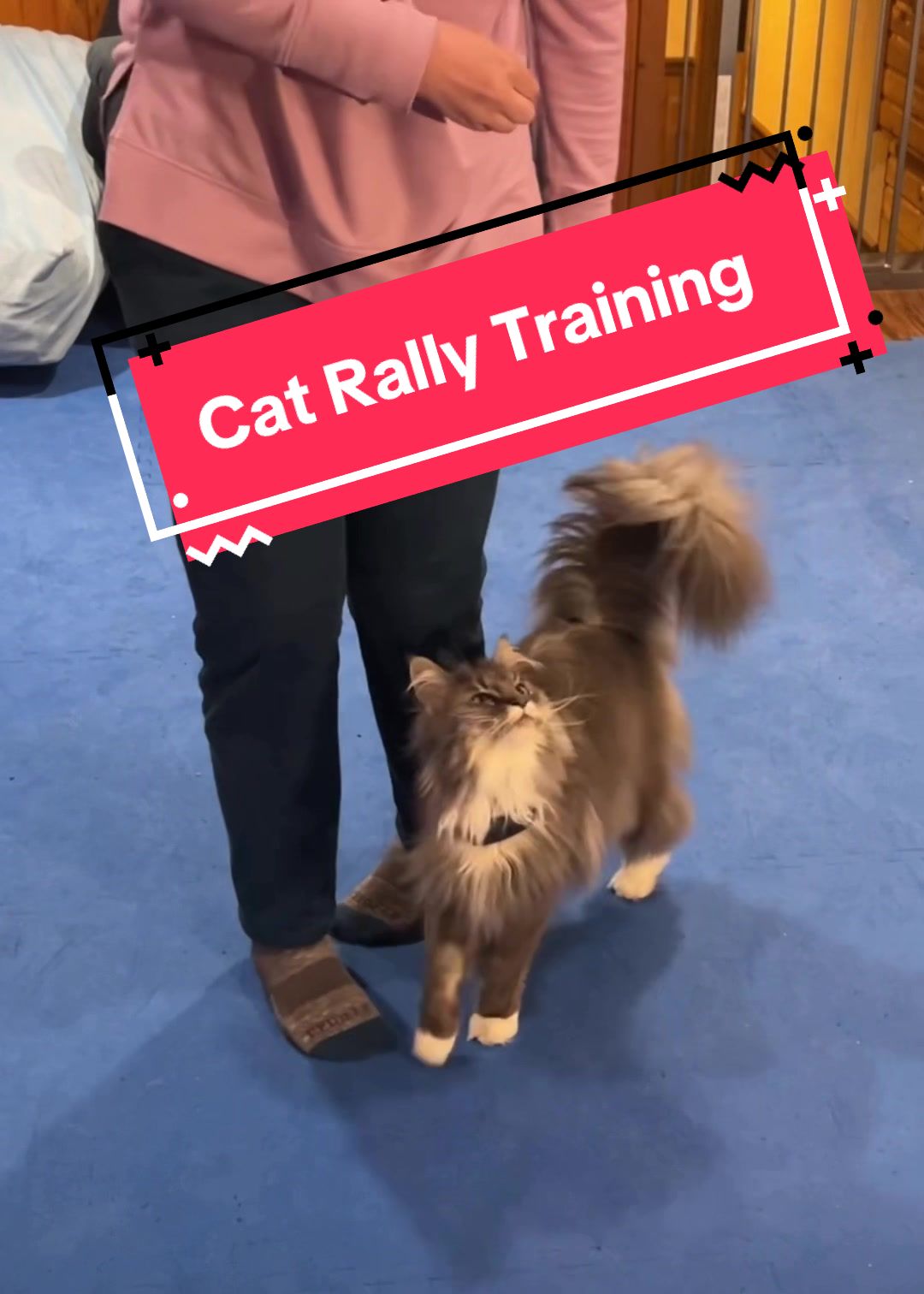 @Laura Waudby - Dog Sports