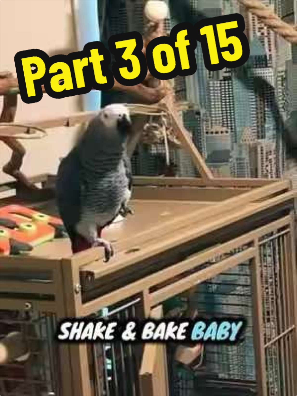 @thehinzoo
