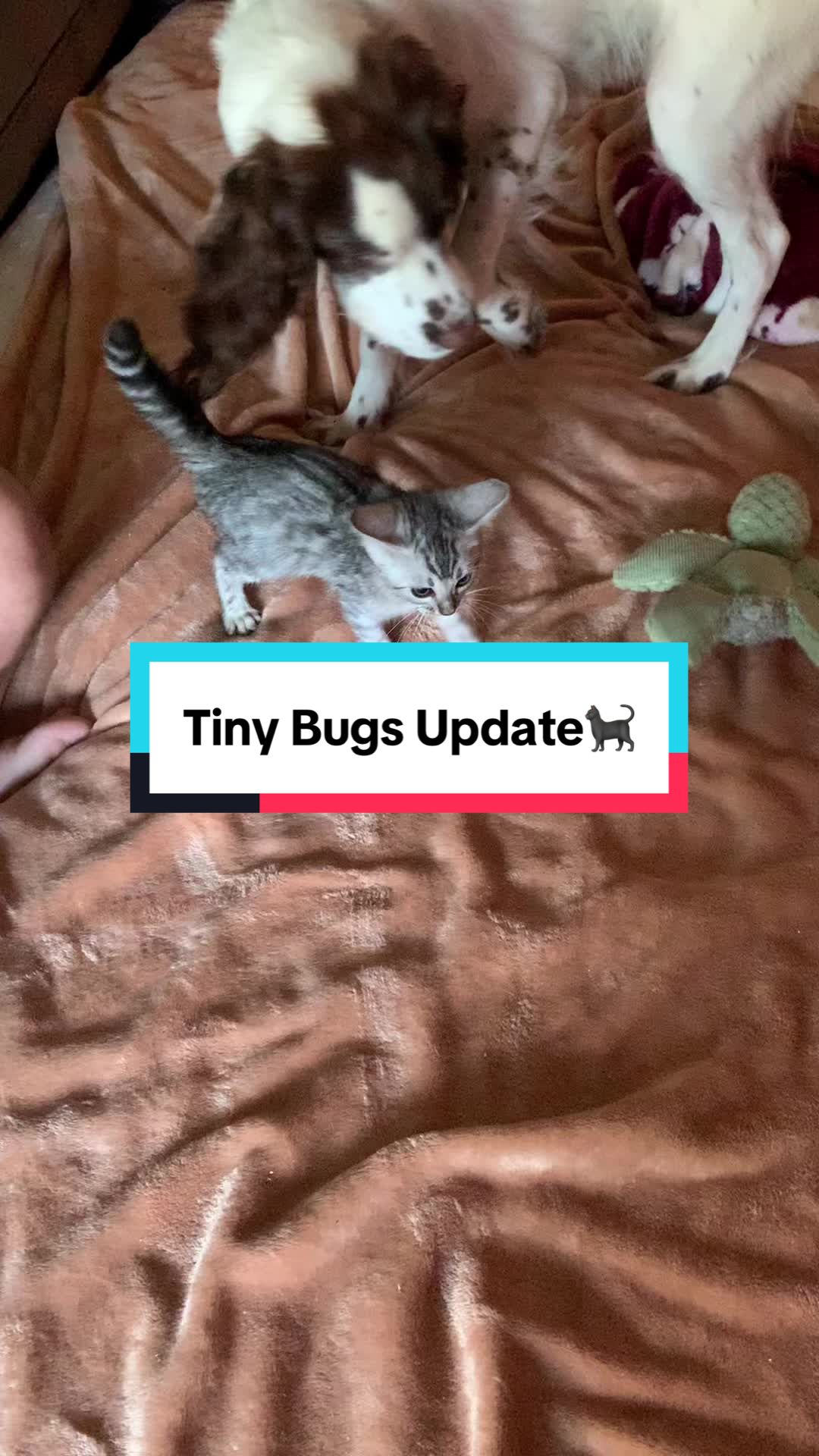 @wonderspotsbengals