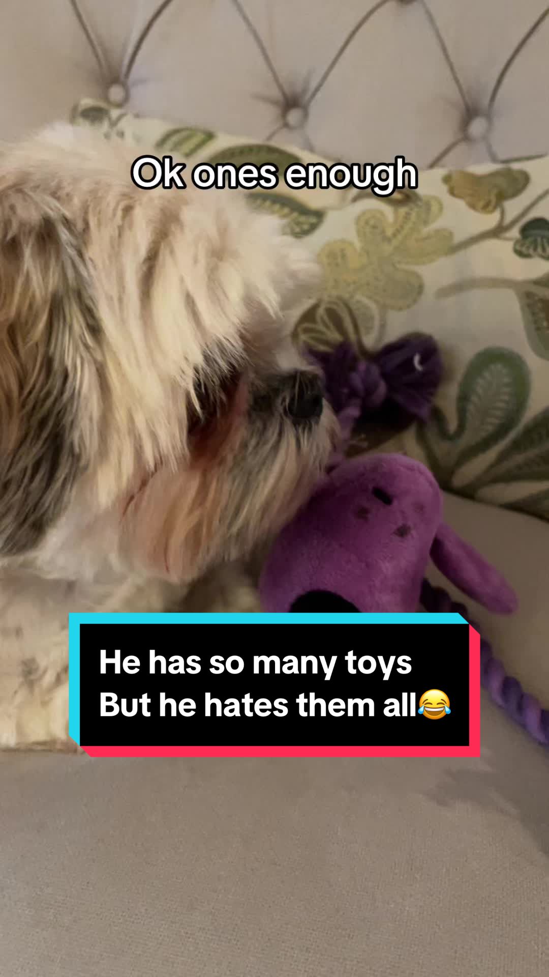 @Cutest K9