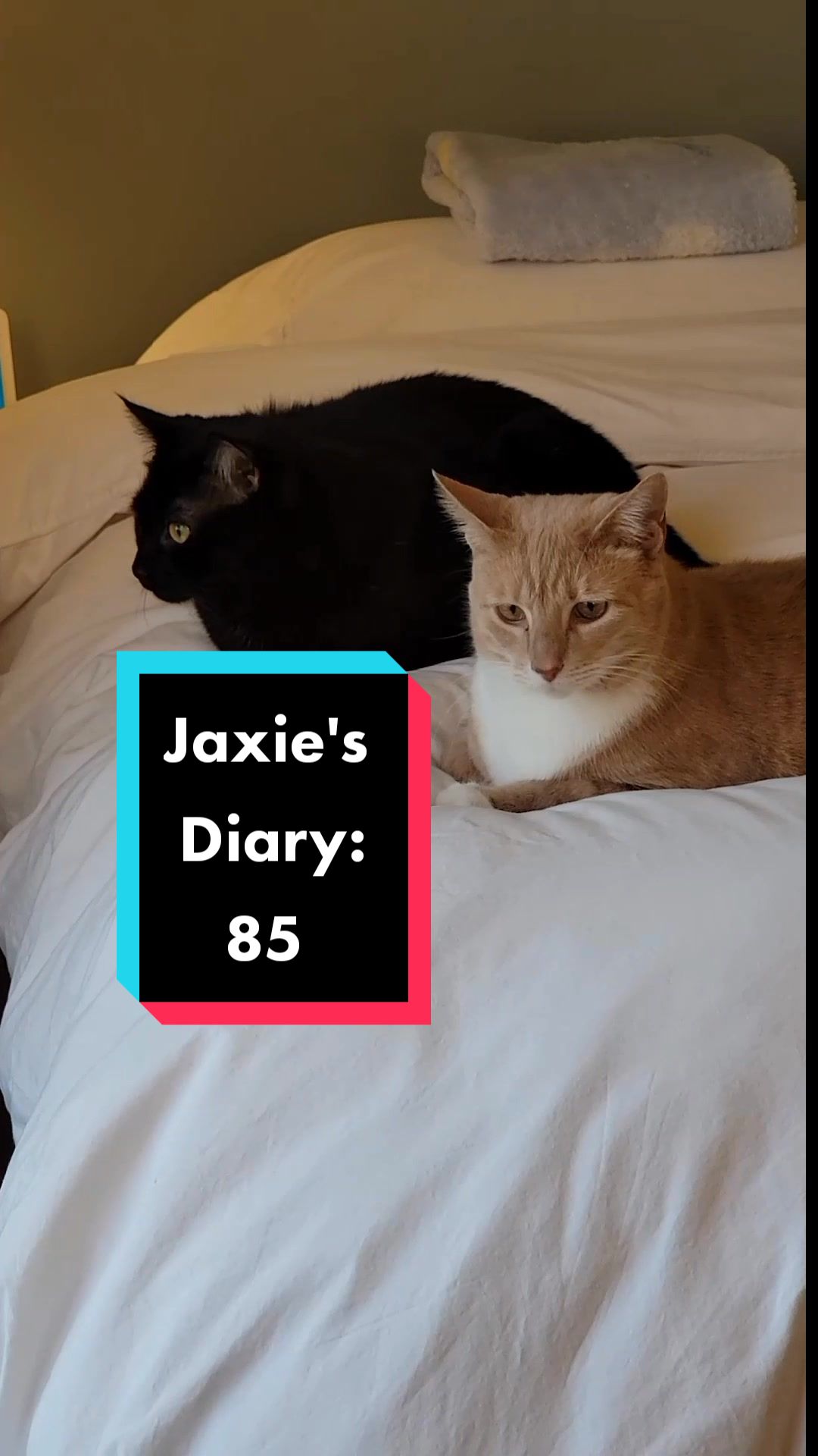 @Flannel Pants and Kitties
