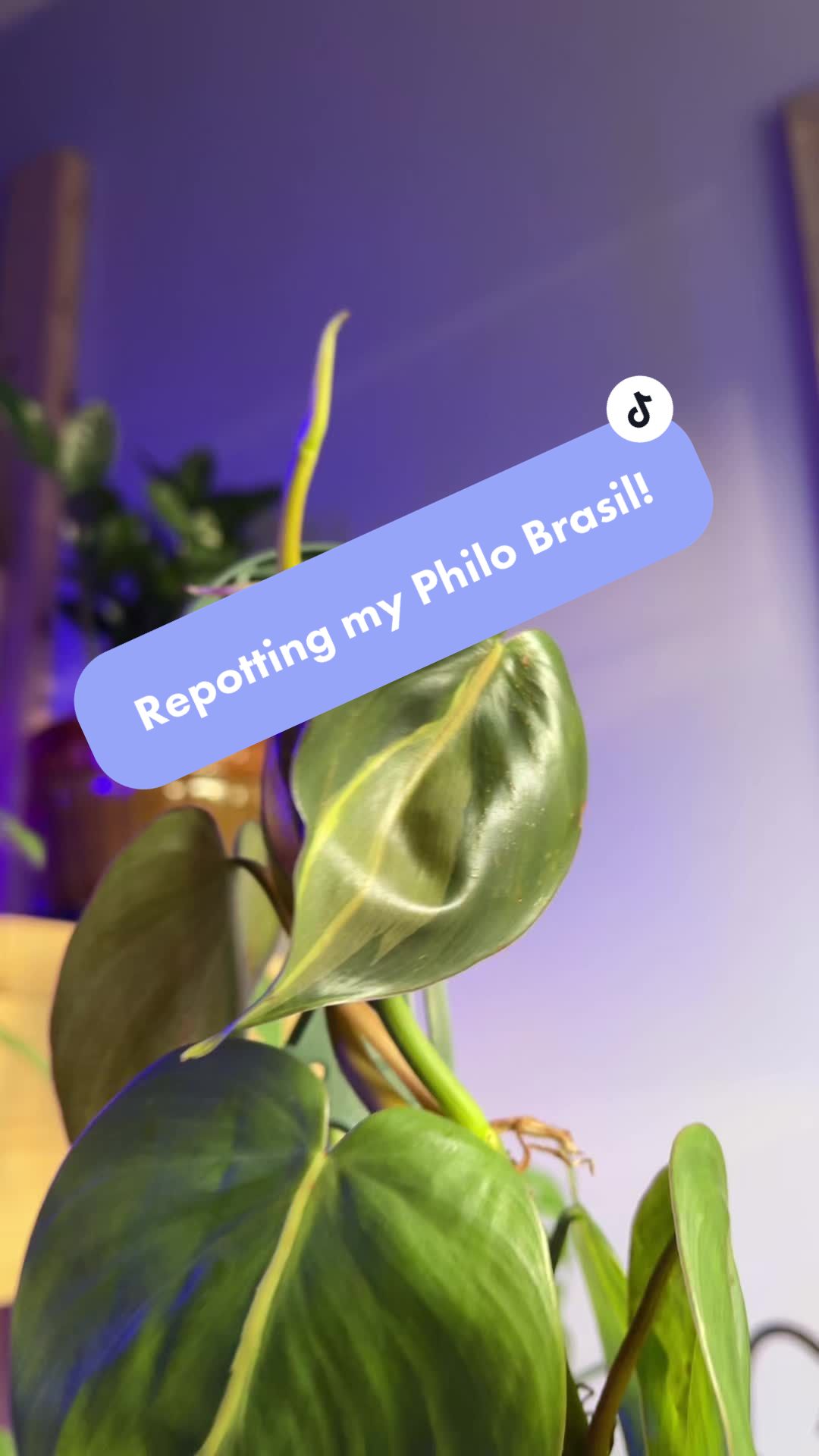 @plants 🌿