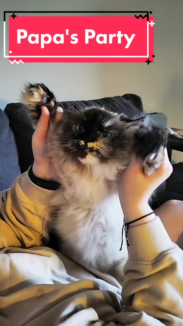 @CatWith