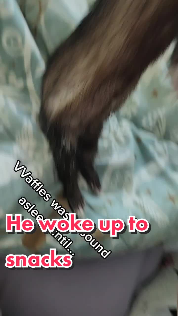 @FuffyFerrets