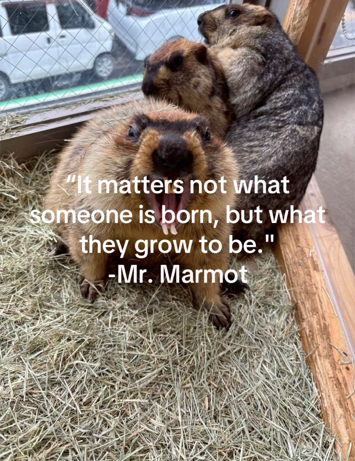 @dailymarmot00