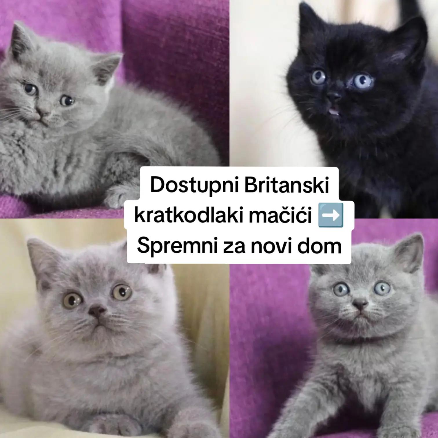 @Britanska kratkodlaka mačka