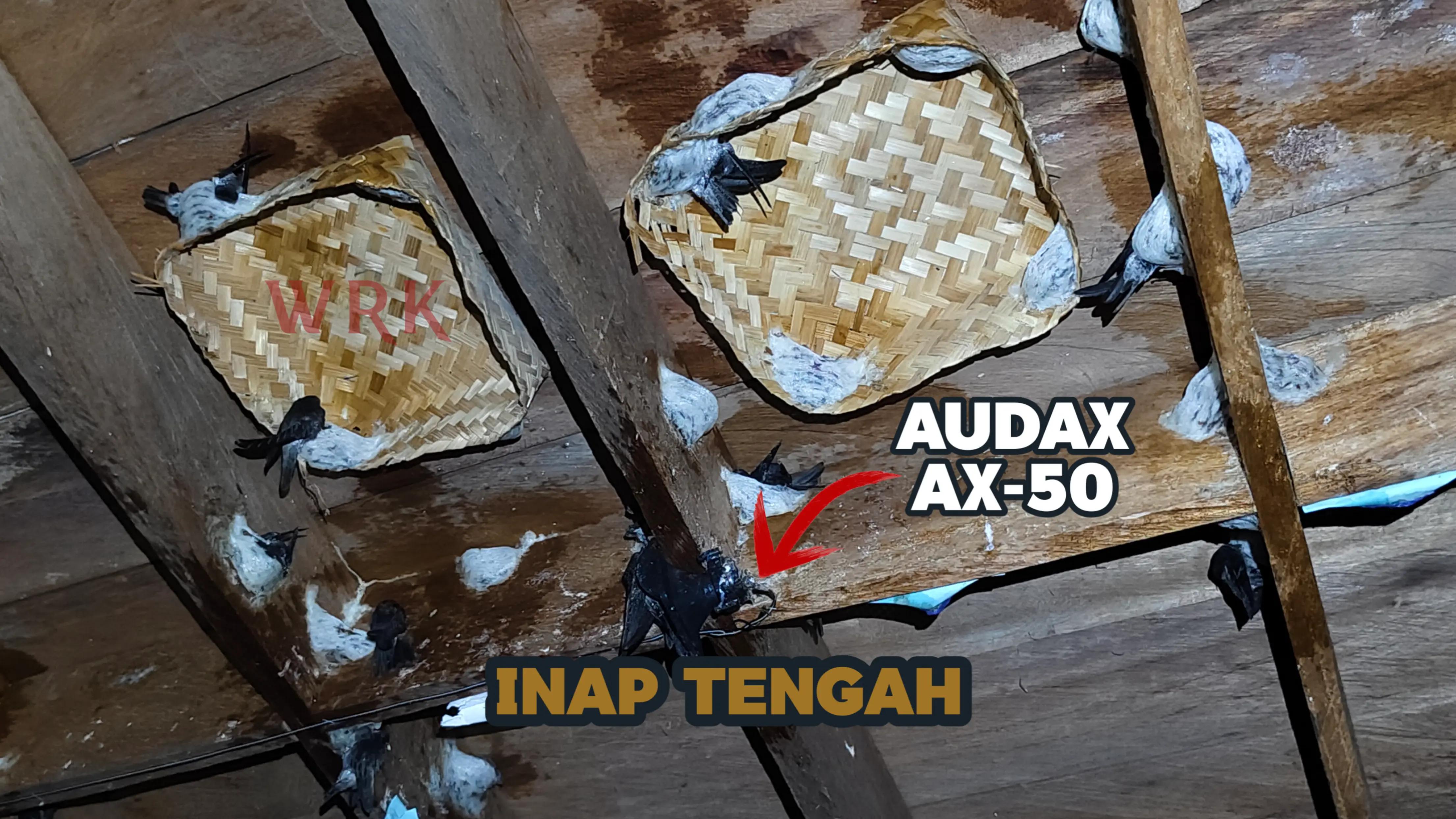 @Walet Rimba Kalimantan