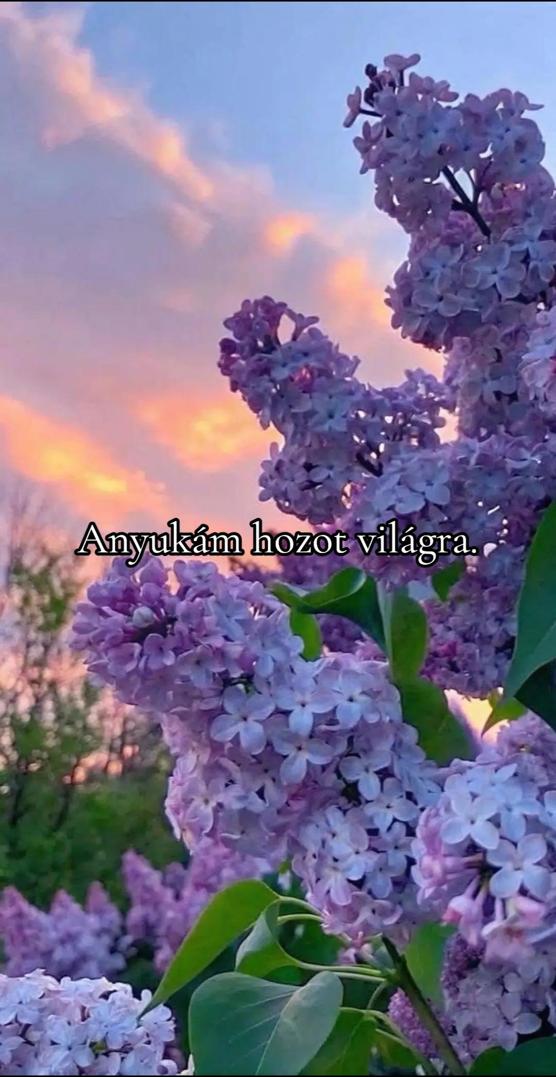 @D_i_a_n_a❤️🩹