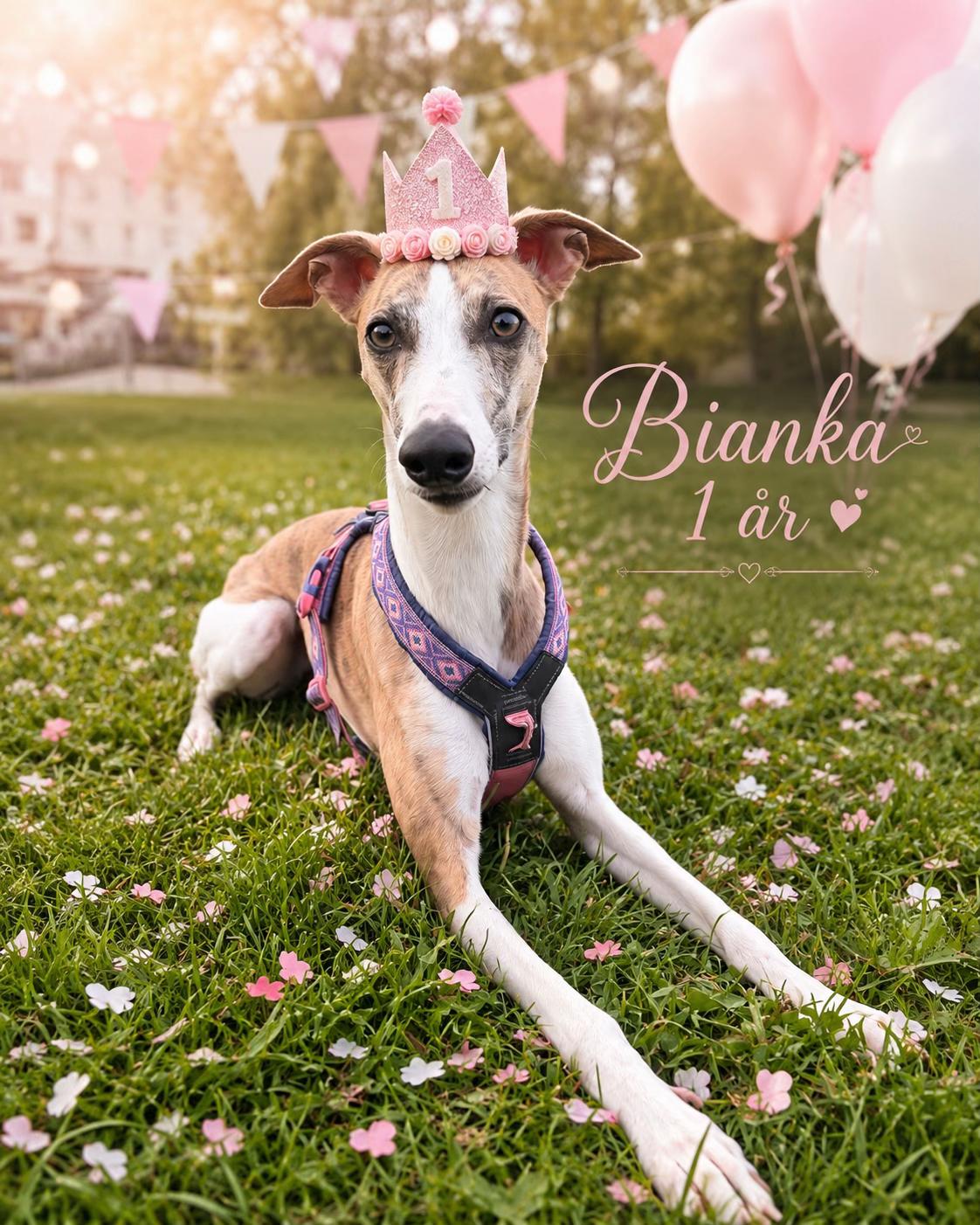 @bianka.the.whippet