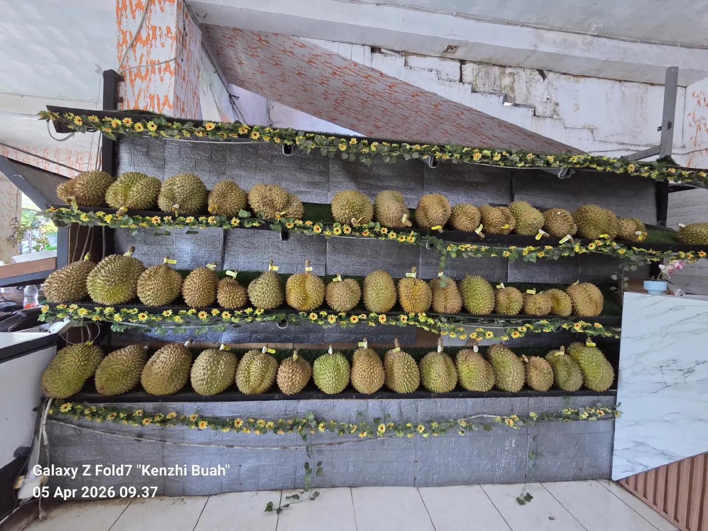 @Kenzhi Durian Tuban