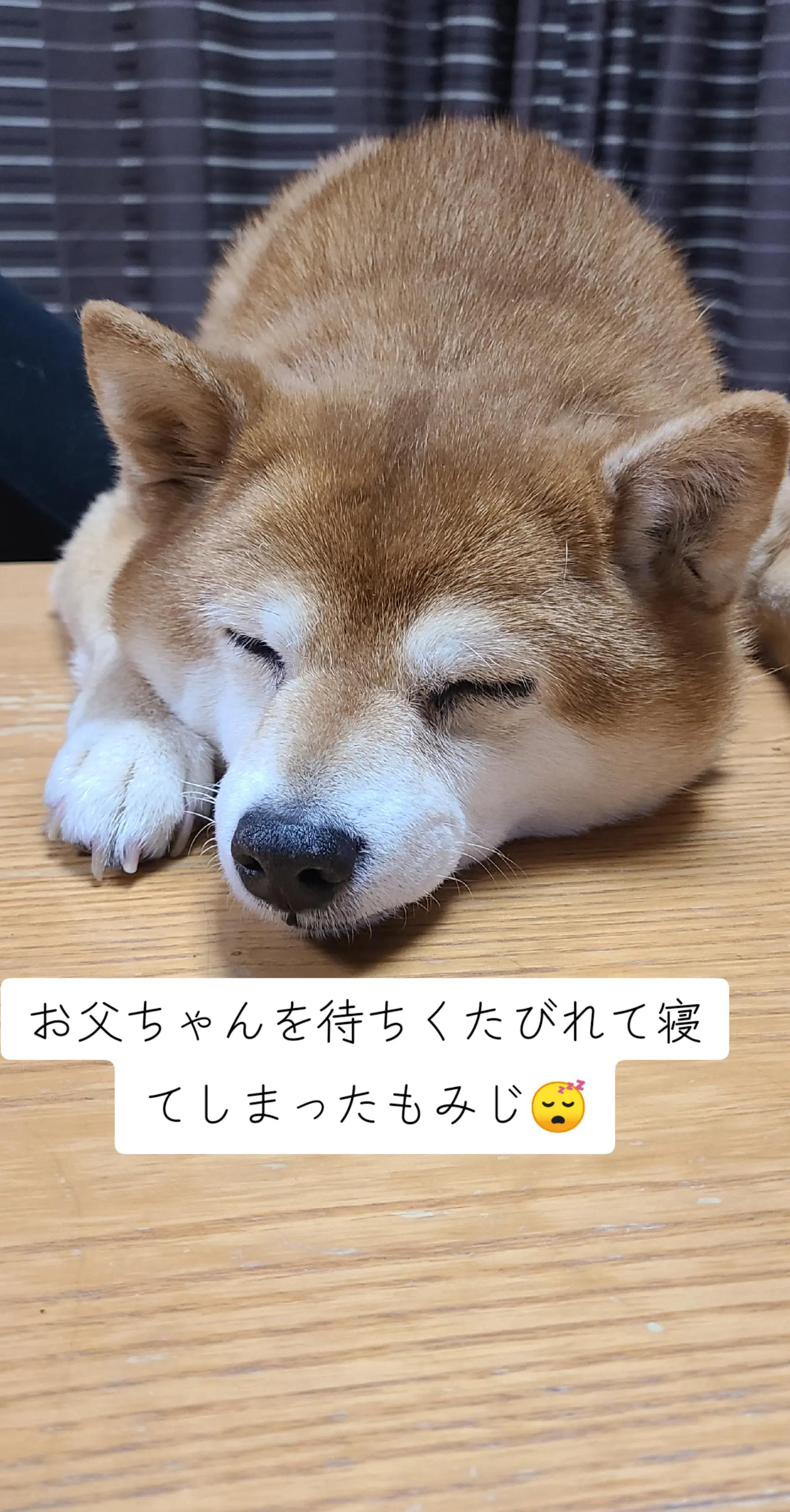 @わんわんニャンニャン🐱🐶