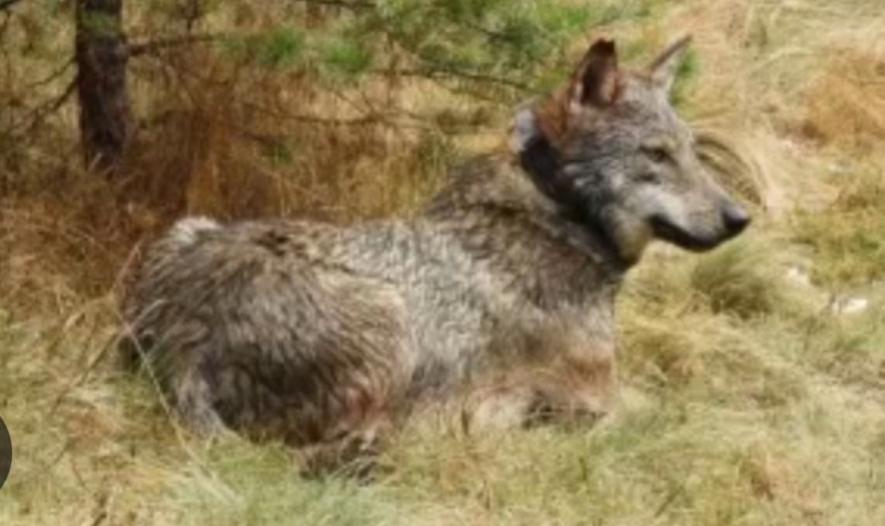 @Ellie’s Wolf Travel 🐺