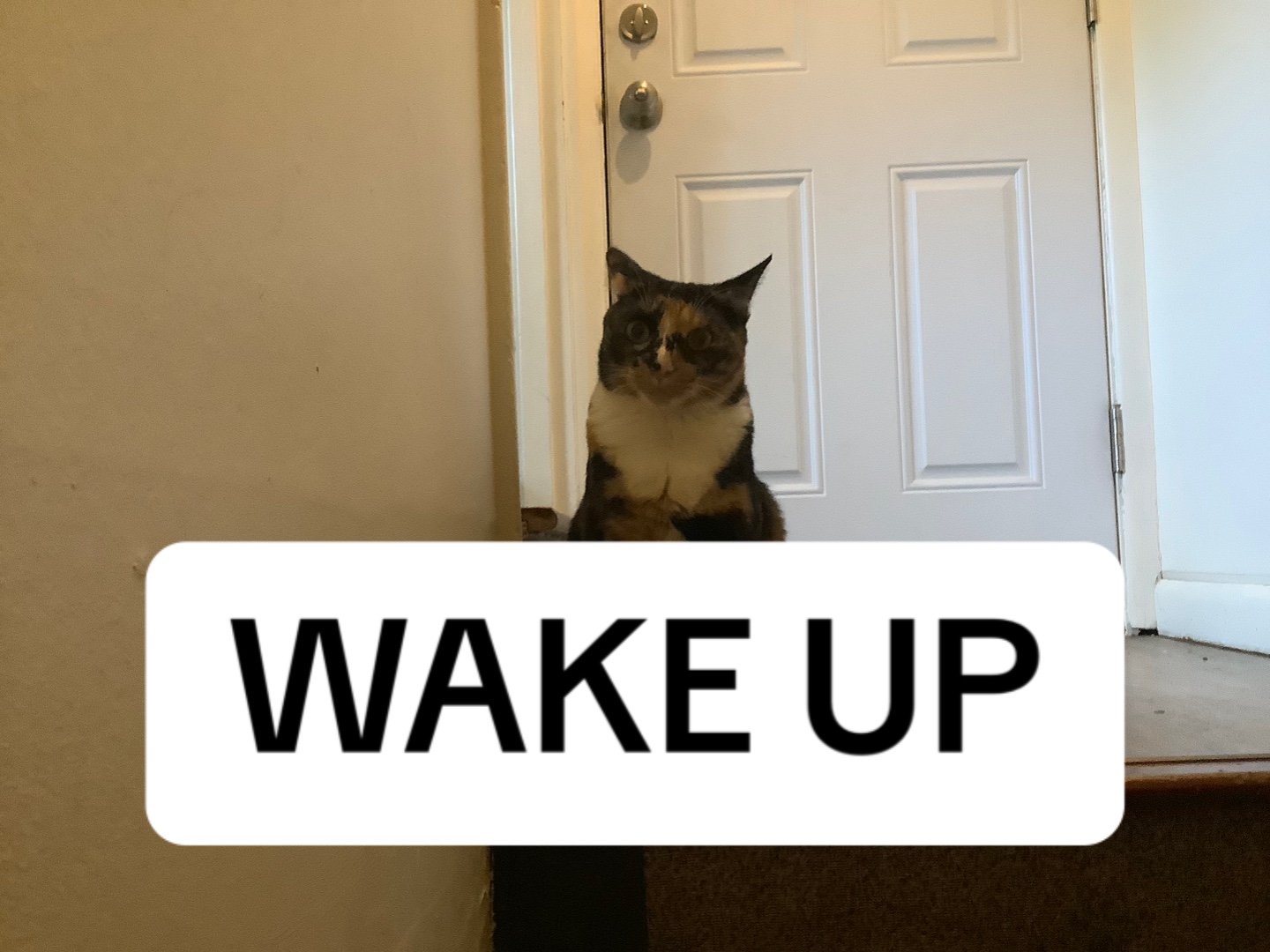 @🐾🐈🖤🤍🧡