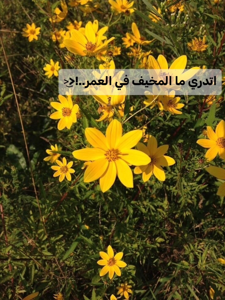 @فُتًى آلَآسًـلَآمِ|𝑄𝑢𝑟𝑎𝑛
