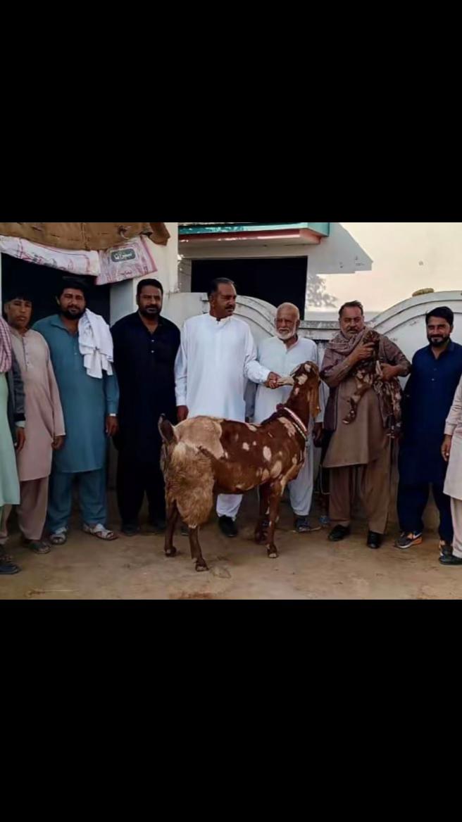 @Mohra Langrial Beetal1