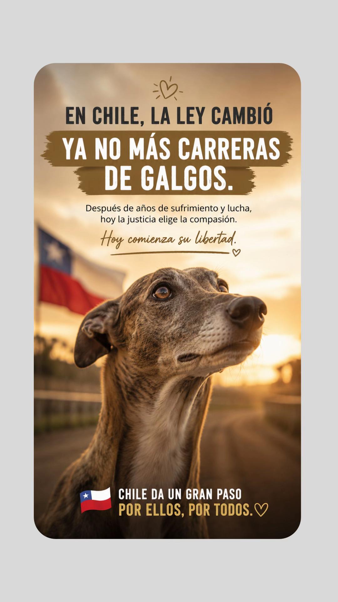 @Amigoscaninos_Ambato