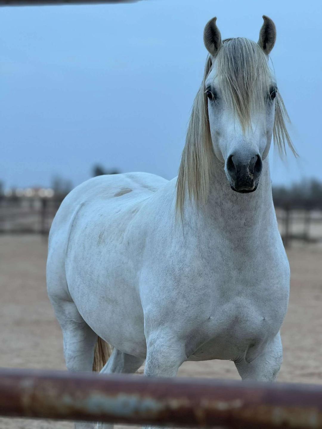 @هاني الدابس الشراري🐎