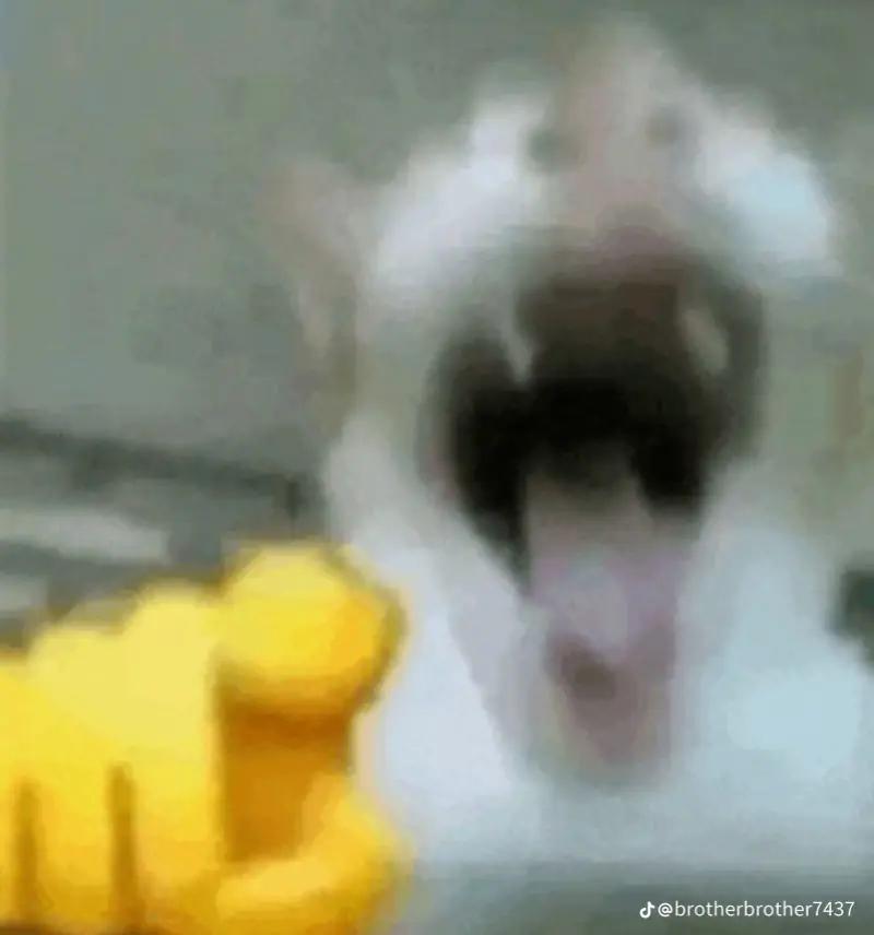 @FishSagi