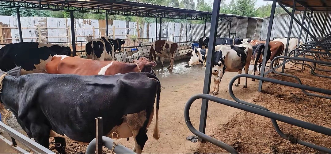 @Dairynetworks