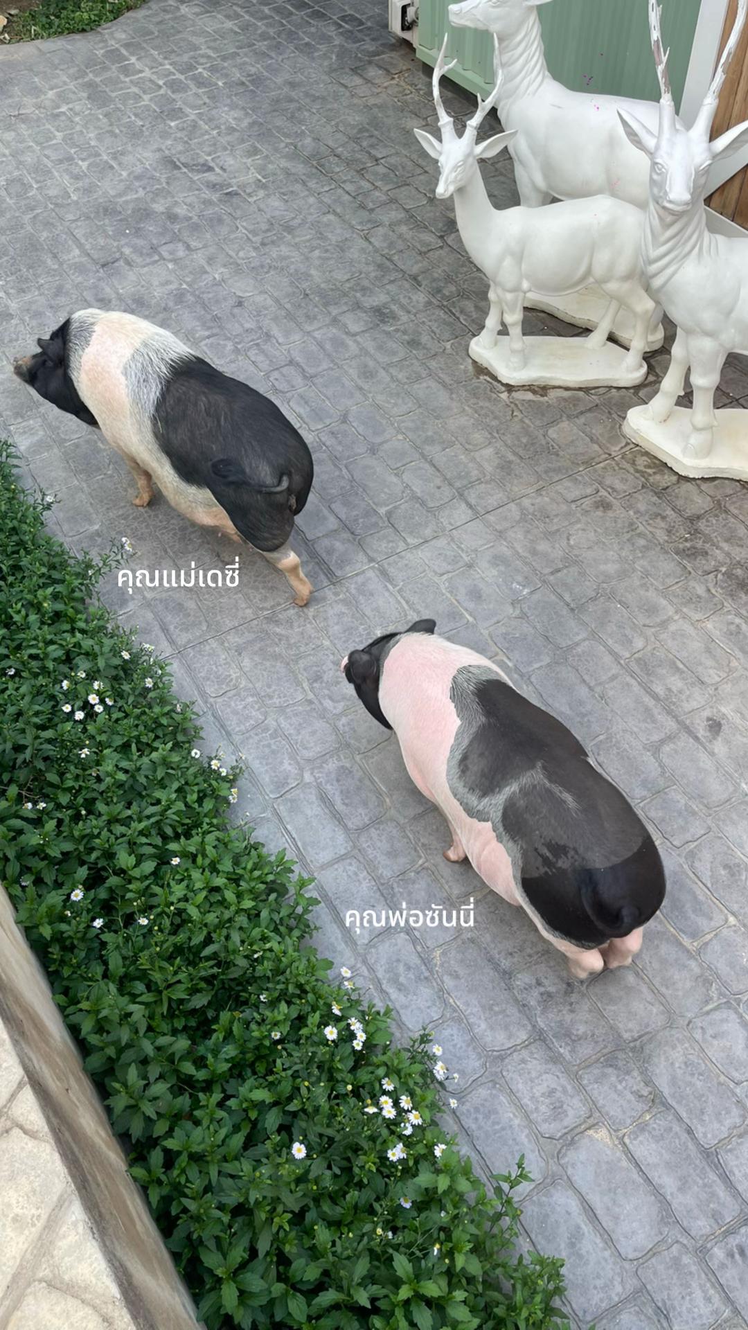 @โอ๊ตมีแมว11ตัว