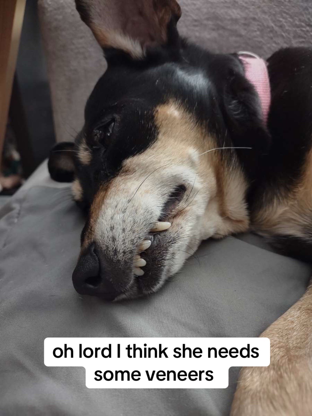 @Linda Longnips