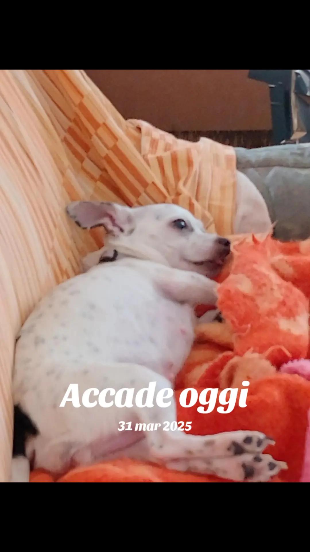 @Lucia Guadagno