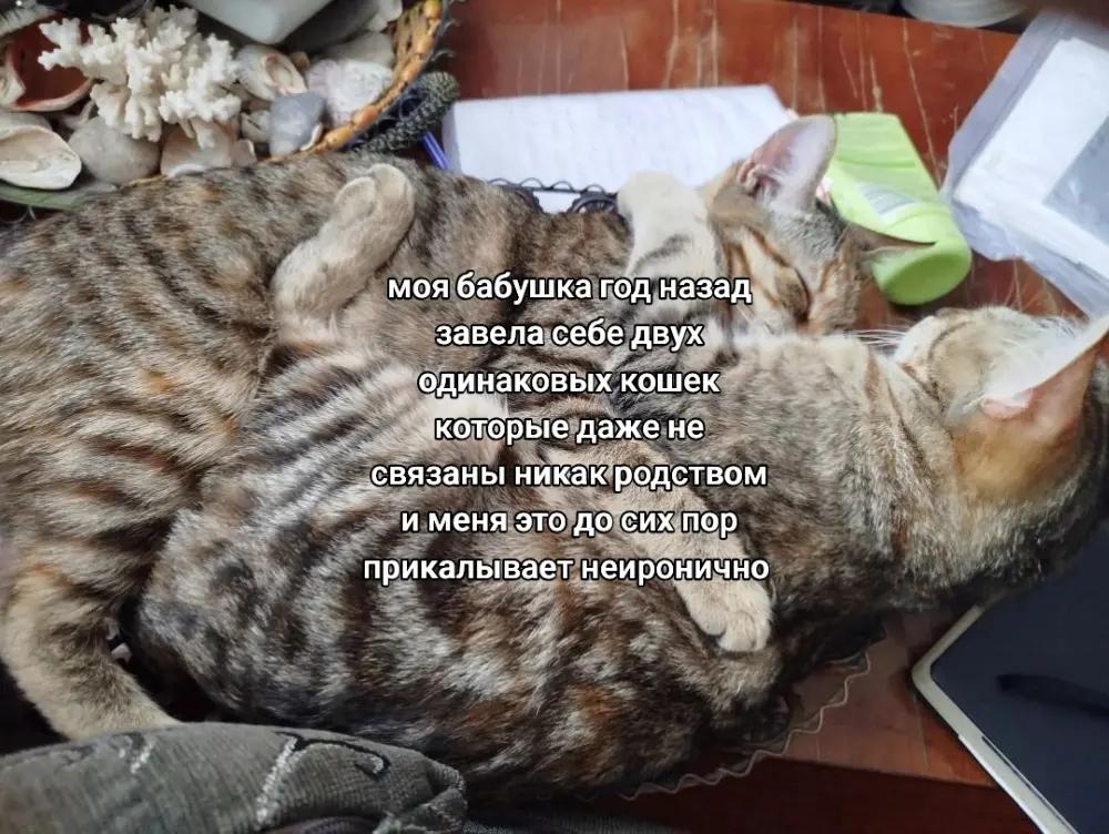 @катя одуванчикова