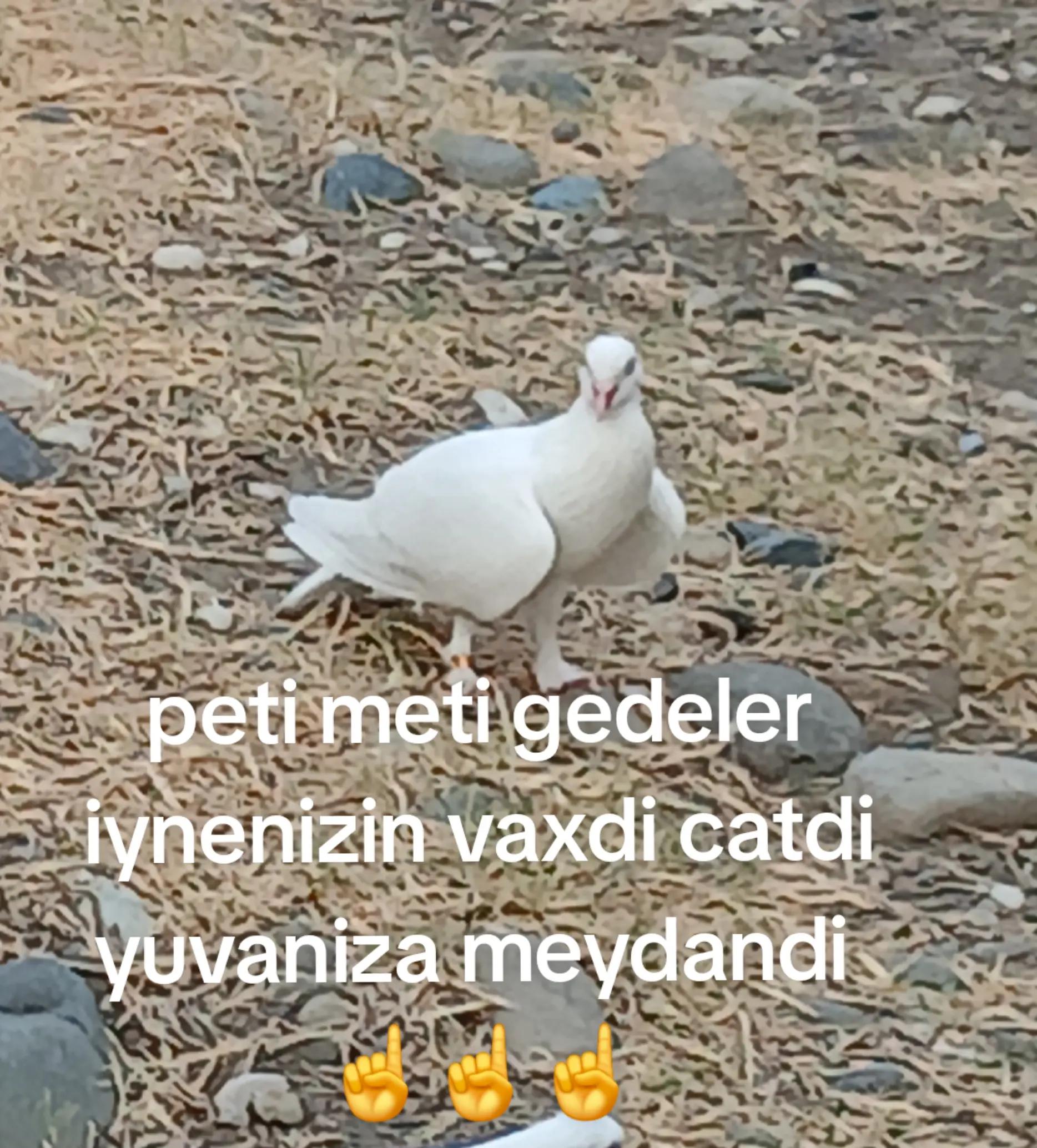 @RƏŞAD 059