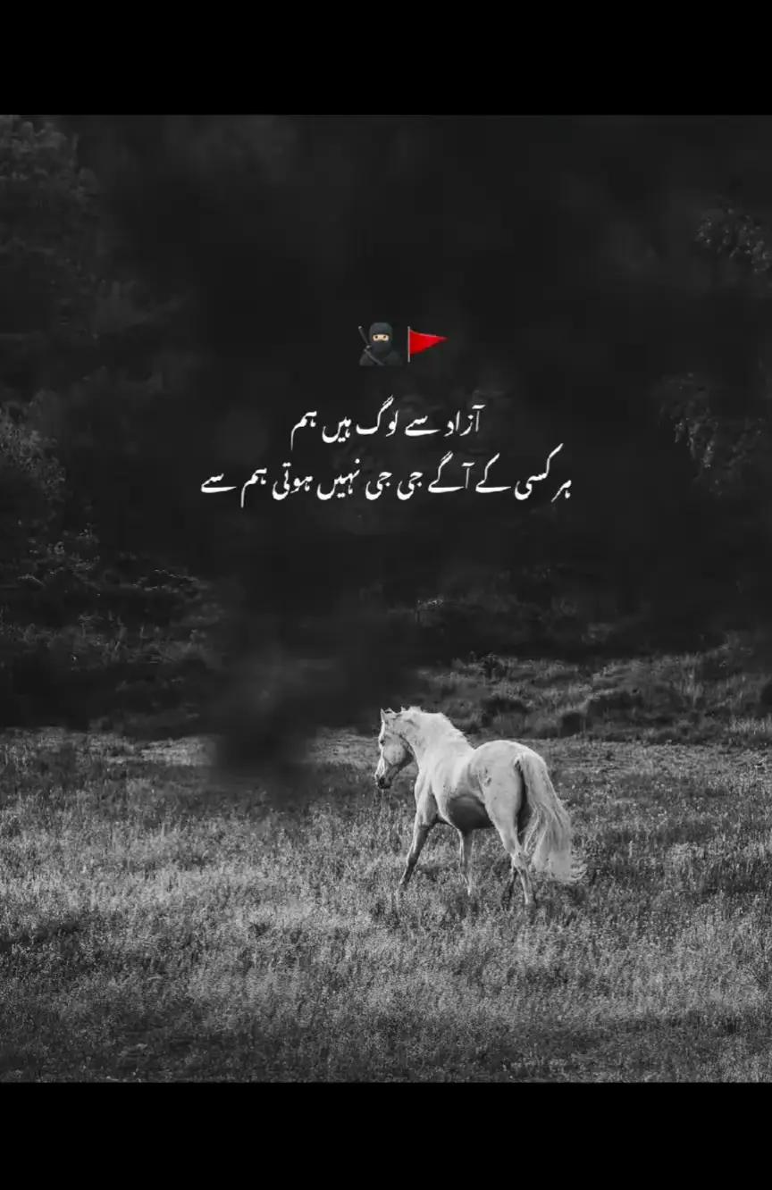@سیکندر راجپوت👑🦅