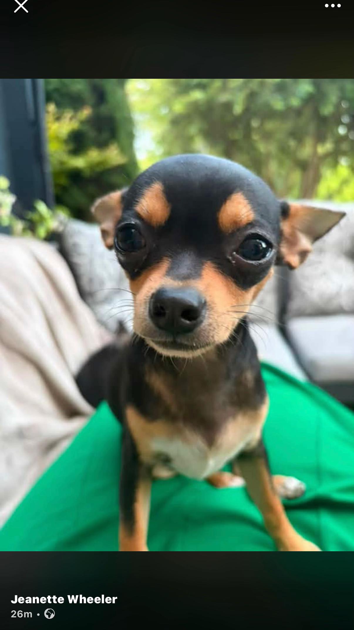 @Suffolk Chihuahuas